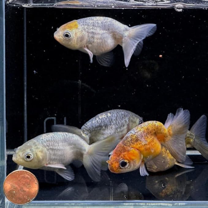 Calico Ranchu Goldfish 2" (Pack of 3 Fish) - Live Fish for Aquarium Exotic Freshwater Live Fish, Live Aquarium Fish, Live Fish, Live Freshwater Fish Freshwater Fish Live Buy Live Fish