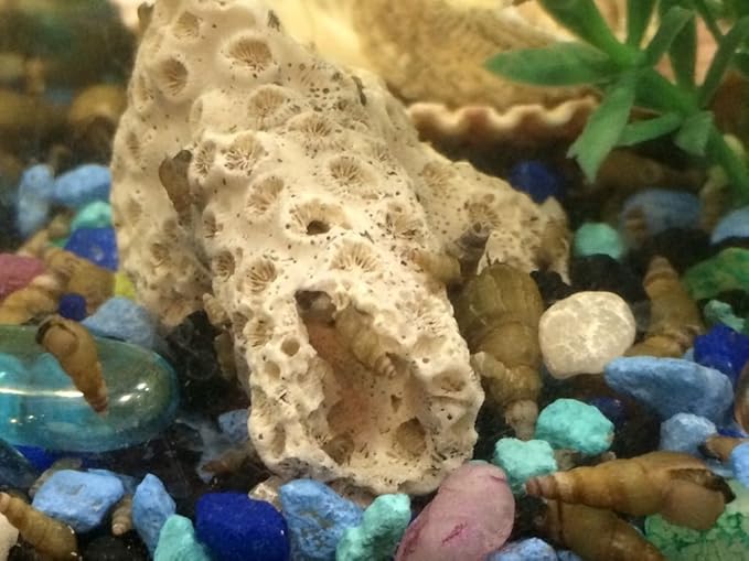 10 MALAYSIAN TRUMPET SNAILS ALGAE EATERS LIVE FRESHWATER AQUARIUM SNAILS MTS