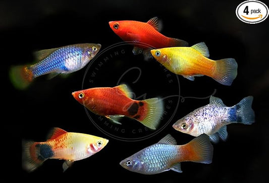 Swimming Creatures™ 4 Assorted Color Platy Mix (Xiphophorus maculatus) Freshwater Aquarium Live Fish (Size Approx. 3/4")