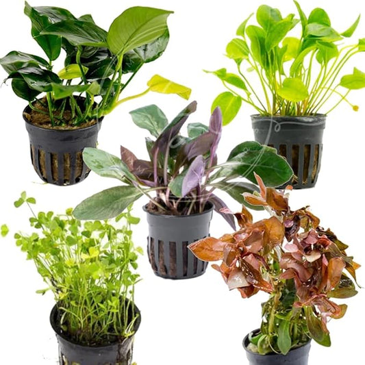 Swimming Creatures™ Live Aquarium Plants (5 Potted Plants)