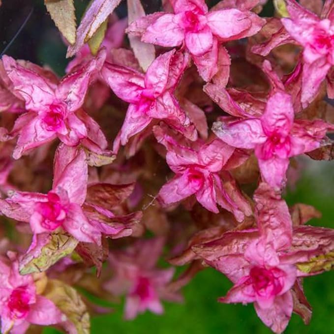SubstrateSource Live Aquarium Red Stem Plants - Freshwater Aquatic Plant for Fish Tanks, Aquascaping - (Rotala Rotundifolia, 1 Bunch)