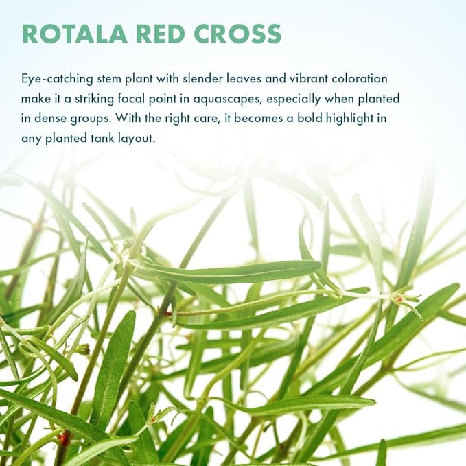 SubstrateSource Live Plant - Rotala Red Cross - Moderate Care, High Light, Red-Orange Accent, Freshwater Aquatic Plant for Aquascaping - Lead Bunch