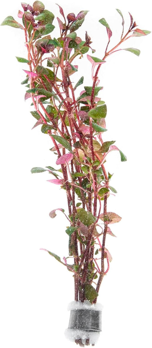 SubstrateSource Live Aquarium Red Stem Plants - Freshwater Aquatic Plant for Fish Tanks, Aquascaping - (Lemon Bacopa Caroliniana, 4 Bunches)
