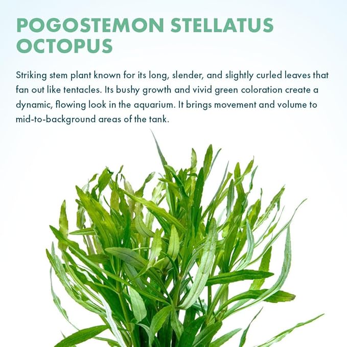 SubstrateSource Live Aquarium Stem Plants - Pogostemon Stellatus Octopus Live Aquarium Plant - Natural Aquatic Freshwater Fish Tank Plants (1)