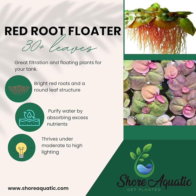 Ultimate Floating Plant Bundle - Duckweed, Red Root Floaters, Salvinia - Aquarium Enthusiasts’ Dream Collection