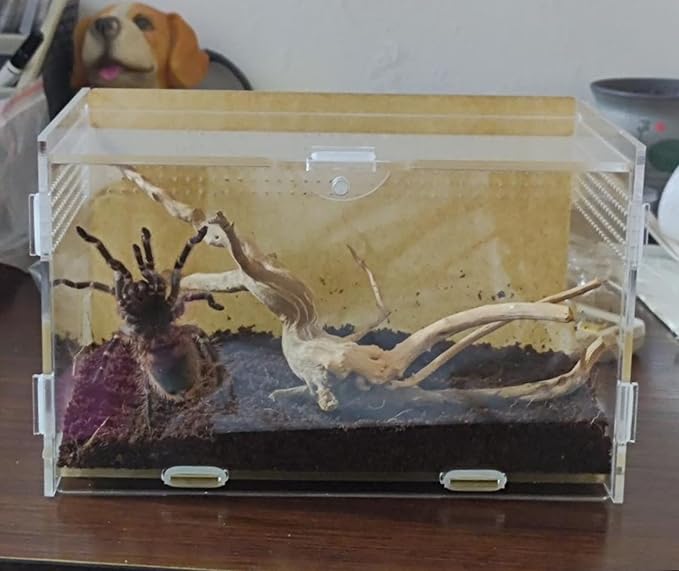 AWXZOM Magnetic Acrylic Case, micro habitat small Tarantula Enclosure enclosure for arboreal Tarantula Scorpion Sling Lizards Mantis Snake Gecko jumping spider snail Insect Isopods (7.8*4.7*4.7inch)