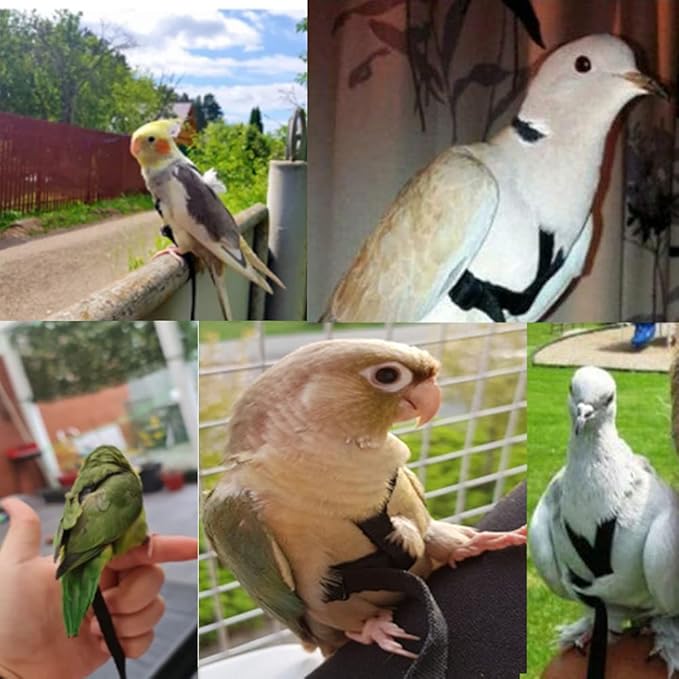 Adjustable Birds Harness and Leash Parrot Harness Leash Training Supplies Pet Anti-bite Outdoor Flying Rope for Conures Budgerigar Lovebird Cockatiel Mynah (S, Black)