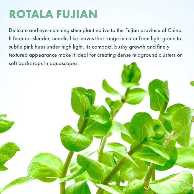 SubstrateSource Live Plants - Fujian Rotala (Rotala Fujian) - Medium to High Light, Light Green to Pinkish-Red Accent Freshwater Aquatic Stem Plant, Midground to Background Placement - Pot, 4 Pack
