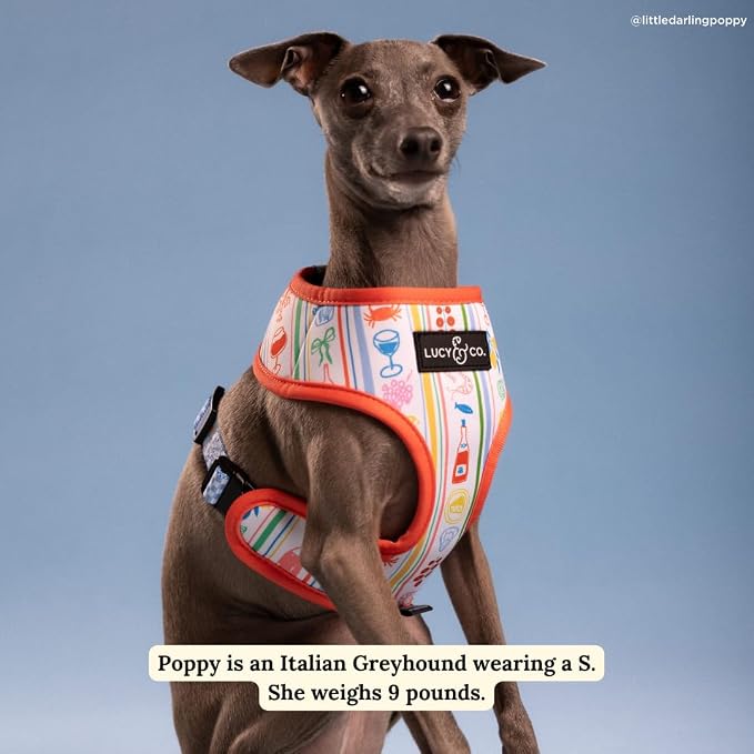 Lucy & Co. Sunny in Sicily Reversible Dog Harness, Adjustable Comfort Fit with Dual Leash Attachments, Medium