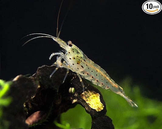 Amano Shrimps Algae Cleaner Inverts Live Freshwater Aquarium Shrimps 1/4" - 1/2" - Live Shrimp Arrival Guarantee (10+2 Pack) - DOA Cover Included