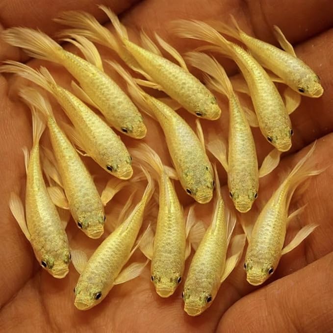 10+ Full Gold 24K Guppy Live Fish - Premium High-Color Strain, Active & Hardy Tropical Aquarium Fish, Vibrant Gold Body, Live Arrival Guarantee