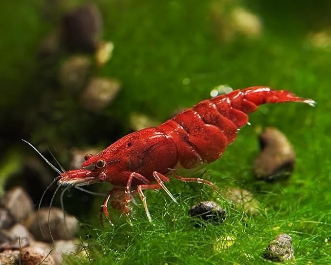 15+ Red–Yellow-Orange Live Freshwater Shrimp High Grade Live Shrimps - Freshwater Shrimp Aquarium Inverts, Hardy Nano Tank Healthy Shrimps Pets - with Live Arrival Guarantee