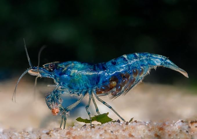 15+ RedYellow-Blue Live Freshwater Shrimp High Grade - Freshwater Aquarium Inverts, Hardy Nano Tank Healthy Pets - with Live Arrival Guarantee