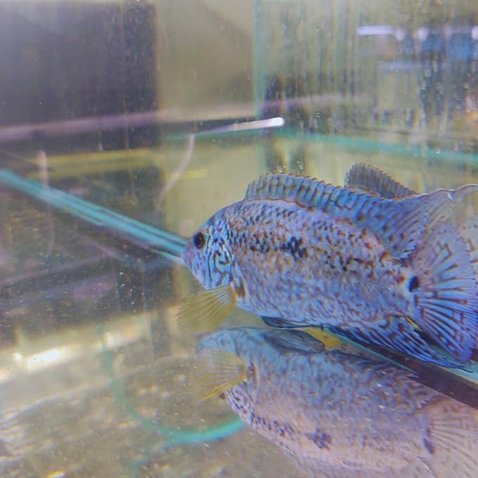 Electric Blue Jack Dempsey Cichlid (Pack of 2 Fish) Aquarium Exotic Freshwater Live Fish