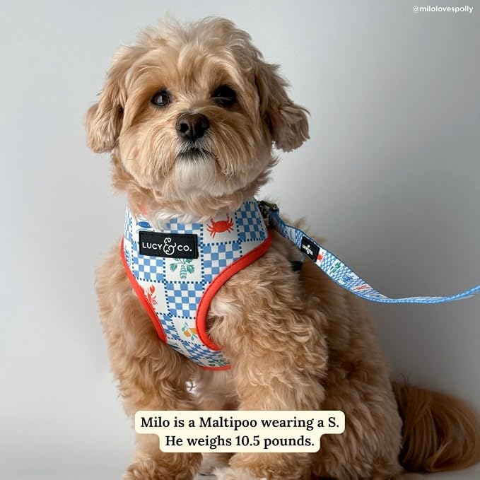 Lucy & Co. Sunny in Sicily Reversible Dog Harness, Adjustable Comfort Fit with Dual Leash Attachments, Medium