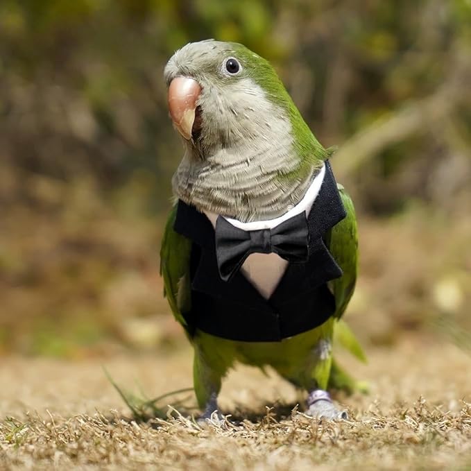 Bird Clothes, Parrot Tuxedo Costume, Flights Suits - Black Formal Outfit Bird Cosplay Photo Prop for Eclectus, Budgerigar, African Greys Parakeet, Conure, Cockatiel, Love Birds,L
