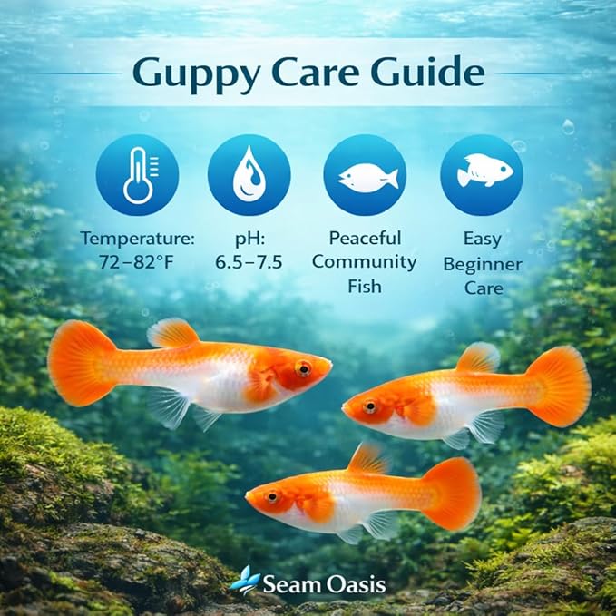 4+ Count Premium Albino Koi Red Ear Guppy Fish – Colorful Live Freshwater Guppies for Aquariums, Community Tanks & Planted Tanks – 3–4 Inch Tropical Fish