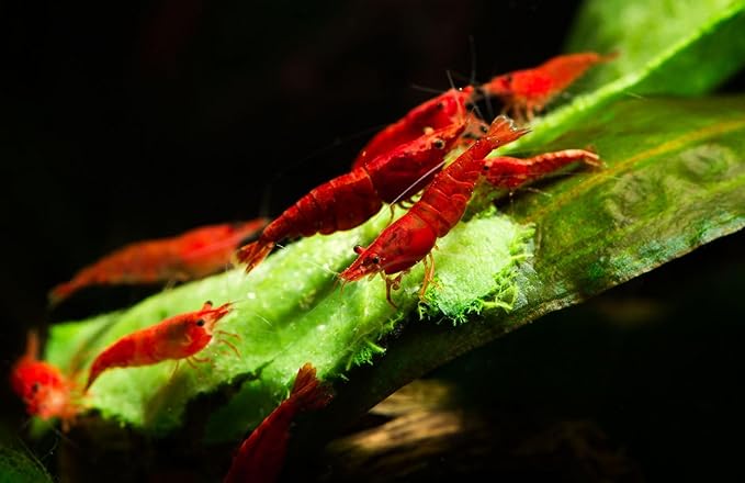 20+ High Grade Fire Red Cherry Shrimps Neocaridina Live Freshwater Shrimp Aquarium Inverts High-Grade Cherry Neocaridina Live Arrive Gurrentee