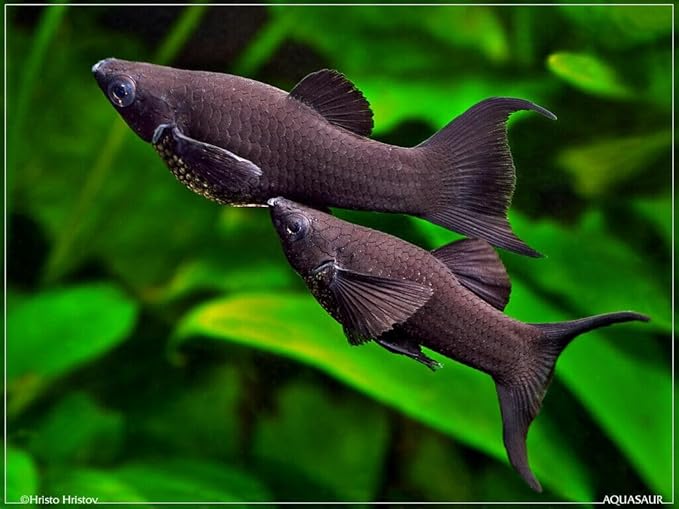 Aquatic Foods Inc. Live Bearer Ultra Red Color Enhancing 1.5mm-2mm Floating Pellets. Color Enhancing in 10-Days for Swordtails, Platies, All Live Bearers…1/2-lb Bag