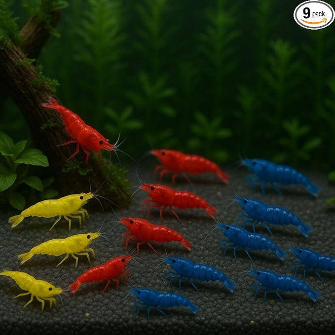 3 Yellow & 3 Blue & 3 Fire Red Three Mix Colors Live Shrimps Freshwater Shrimp High Grade Live Shrimps – Freshwater Shrimp Aquarium Inverts –Live Arrival Guarantee (Pack of 9+)