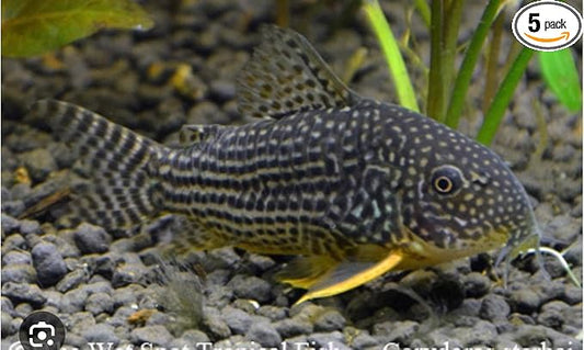 SF Aquatic™ 5 Corydoras Freshwater Aquarium Catfish Live Arrival Guarantee (Sterbai Corydoras)