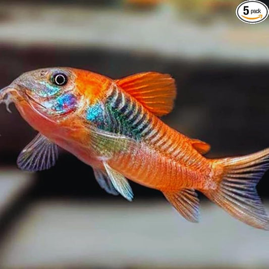 SF Aquatic™ 5 Corydoras Freshwater Aquarium Catfish Live Arrival Guarantee (Orange Venezuela Corydoras)