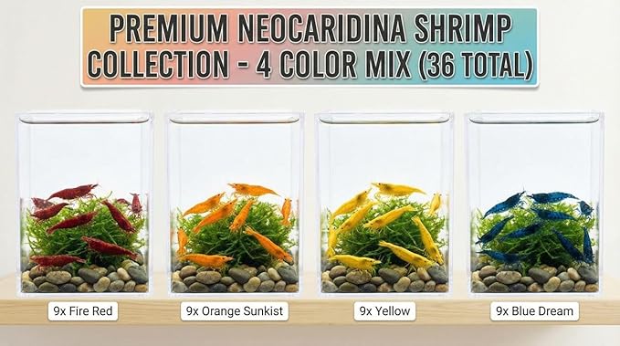 9 Red – 9 Blue - 9 Orange -9 Yellow Color Neocaridina Rainbow Live Freshwater Aquarium Shrimps for Aquarium. Young Adults Beeding Age. Live Arrival Guarantee (Pack of 36)