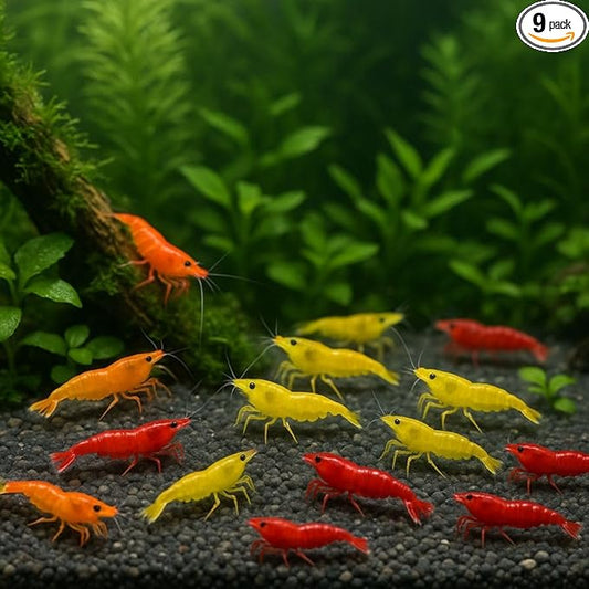 3 Orange & 3 Yellow & 3 Fire Red Three Mix Colors Live Shrimps Freshwater Shrimp High Grade Live Shrimps – Freshwater Shrimp Aquarium Inverts – with Live Arrival Guarantee (Pack of 9+)