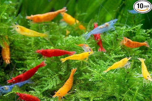 ShrimpRack™ 10 Live Neocaridina Freshwater Shrimps for Your Planted Tanks, Nano Aquariums. Fully Mature Breeding Age. Live Arrival Guarantee. Pick Your Colors (Random Mix Colors)