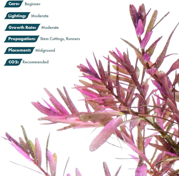 SubstrateSource Live Aquarium Red Stem Plants - Freshwater Aquatic Plant for Fish Tanks, Aquascaping - (Rotala Blood, 1 Bunch)