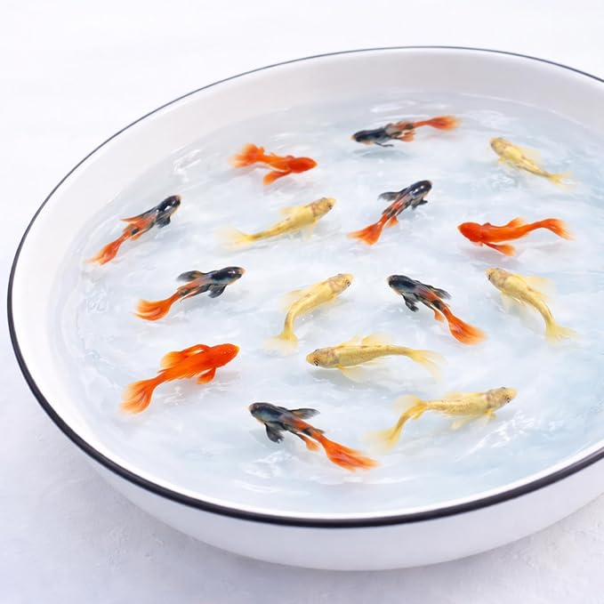 Premium Live Fish Combo – Pack of 9 (3 Dambo Red Rose, 3 Goldfish Koi Standard Fin, 3 Full Gold 24K Guppies) – Vibrant Colors, Hardy & Active