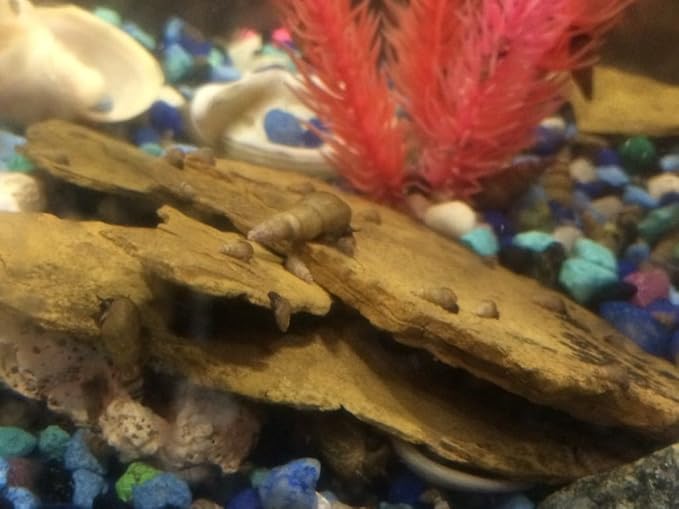 10 MALAYSIAN TRUMPET SNAILS ALGAE EATERS LIVE FRESHWATER AQUARIUM SNAILS MTS