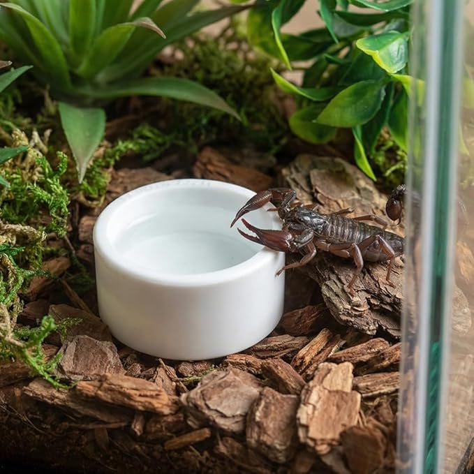 10 Pcs Spider Micro Water Bowl Tarantula Plastic Dish for Tarantula Spider Scorpion Cricket Snail Manti Millipede Tiny Bugs (White)