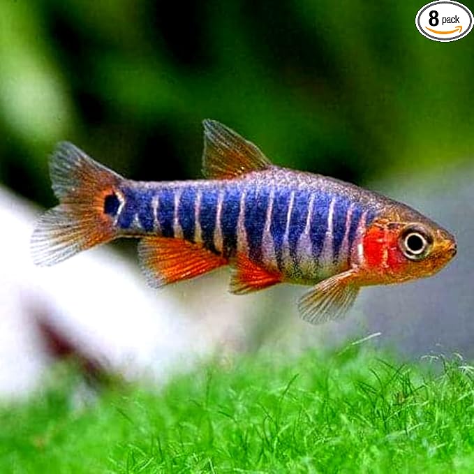 Neat&Tidy Emerald Dwarf Rasbora (Pack of 8 Fish) - Aquarium Exotic Freshwater Live Fish