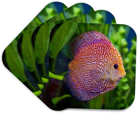 3dRose Super Pigeon Snakeskin Discus, Tropical Freshwater Fish. Set of 4 Coasters - Cork