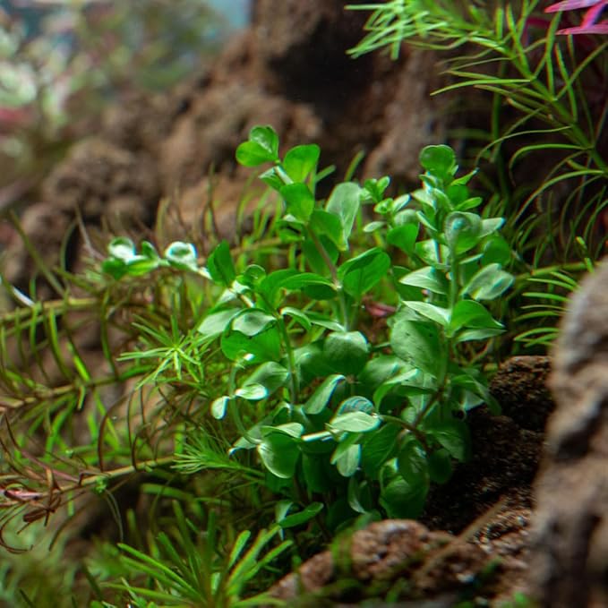 SubstrateSource Live Aquarium Stem Plants - Freshwater Aquatic Plant for Fish Tanks, Aquascaping - (Rotala Ceylon, 4 Bunches)