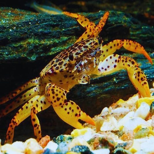 live freshwater Aquarium tropical crab live
