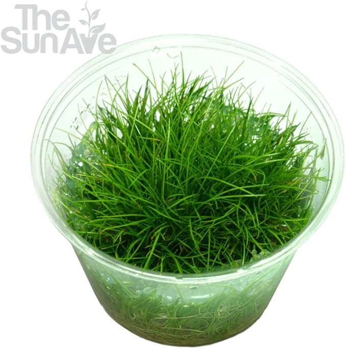 Dwarf Hairgrass Parvula Mini Tissue Culture Live Aquarium Freshwater Plants Decoration