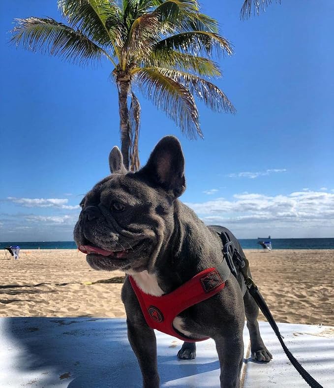 Gooby Escape Free Sport Dog Harness, Choke-Free, Red, Small | Patented escape-free frame; Reduces choking; 4-point adjustment; Soft neoprene padding; Durable webbed straps