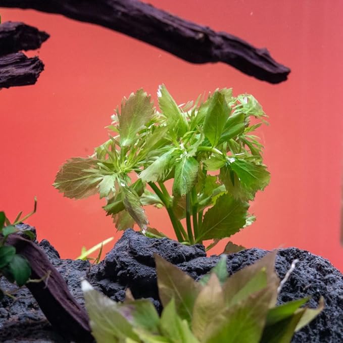 SubstrateSource Live Aquarium Stem Plants - Freshwater Aquatic Plant for Fish Tanks, Aquascaping - (Water Wisteria Hygrophila Difformis, 1 Bunch)