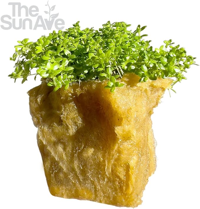 Dwarf Baby Tears Hemianthus Callitrichoides HC Live Aquarium Plants Freshwater Fish Tank