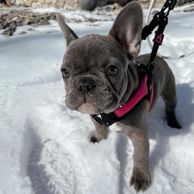 Gooby Hot Pink Small Dog Harness, Easy Fit No Pull with Quick Release Buckle, Machine Washable, Escape Free, Sporty Style | Patented escape-free frame; Contracts if they back out; Step-in easy on/off; Machine washable; Light POM leash ring