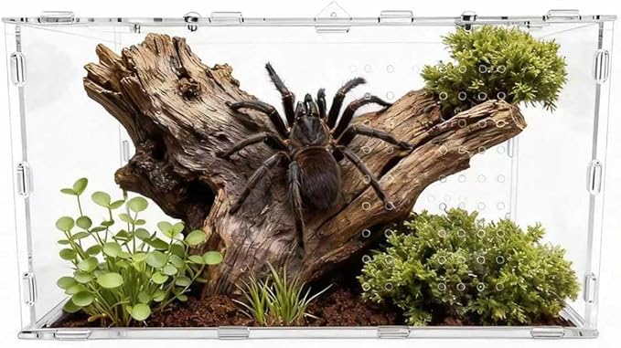 The Ultimate Small Animal Terrarium 7.9" x 5.9" x 11.8": A Versatile Reptile Serving as a Complete Starter Tank for a Wide Range of Species Including Lizards, Geckos, Frogs, Crabs, and Spiders