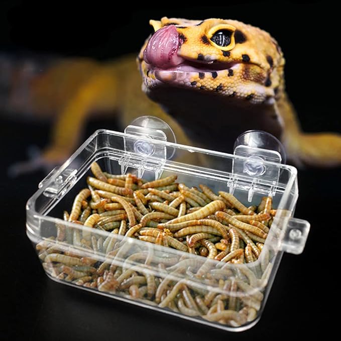 Reptile Feeder Chameleon Bowl 2 Pcs Anti-Escape Food Dish Bowl with Suction Cup for Chameleon Iguana Lizard Reptile Food and Water Feeding (White, S)