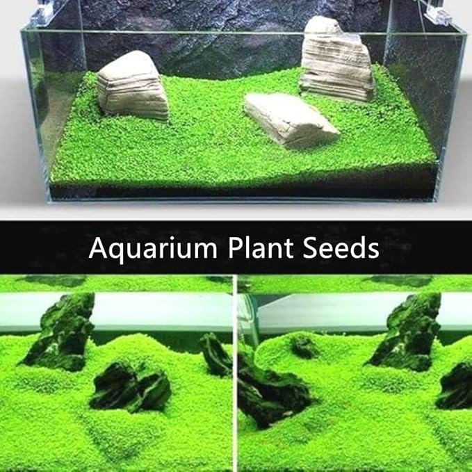 2 Pack Live Aquarium Plants S.e.e.ds - Dwarf Leaf and Long Hair Combo for Aquarium Fish Tank (0.35oz Each)