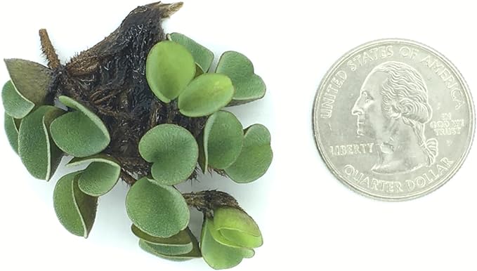 Asian Watermoss, Salvinia cucullata, Live Aquarium/Aquatic/Freshwater/Floating/Pond Plant, Planted Tank, Aquascaping by Aquarium Plant Center (24 Plants)