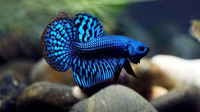 D&A Tropical Live Fish-1 Male Wild Betta Alien Live Fish- Live Betta Fish for Pond, Fish Tank or Aquarium, Live Fish Freshwater (Alien Blue)