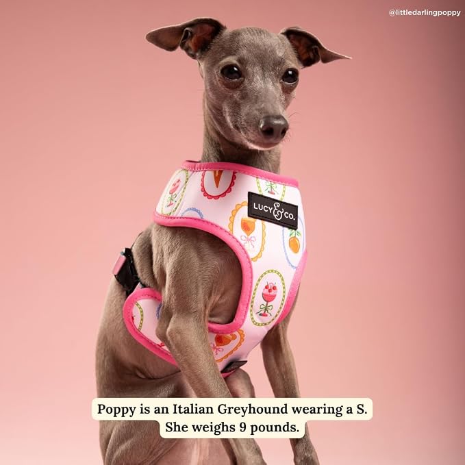 Lucy & Co. Dolce Vita Reversible Dog Harness, Adjustable Comfort Fit with Dual Leash Attachments, Small