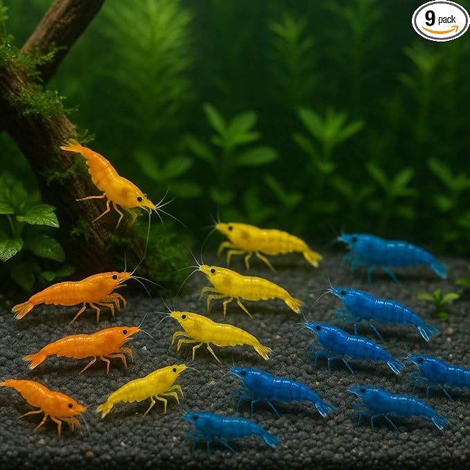 3 Yellow & 3 Blue & 3 Orange Three Mix Colors Live Shrimps Freshwater Shrimp High Grade Live Shrimps – Freshwater Shrimp Aquarium Inverts –Live Arrival Guarantee (Pack of 9+)