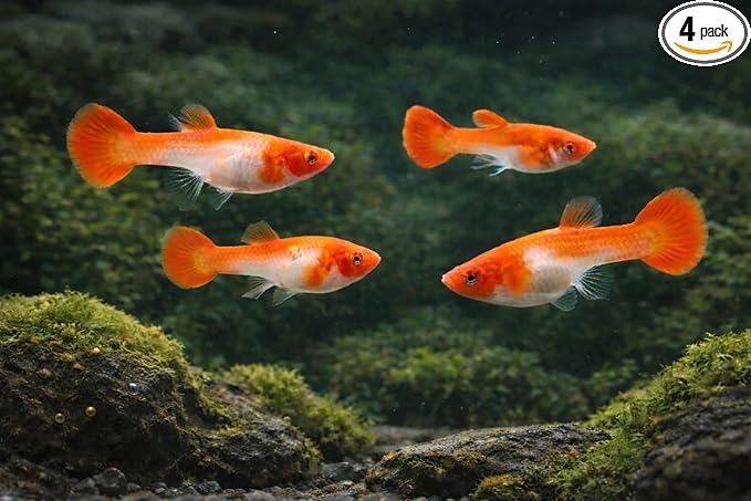 4+ Count Premium Albino Koi Red Ear Guppy Fish – Colorful Live Freshwater Guppies for Aquariums, Community Tanks & Planted Tanks – 3–4 Inch Tropical Fish